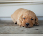 Small Photo #4 Labrador Retriever Puppy For Sale in BIG LAKE, MN, USA