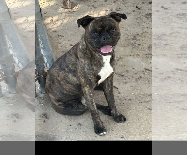 Medium Photo #1 Pug Puppy For Sale in Denton, TX, USA