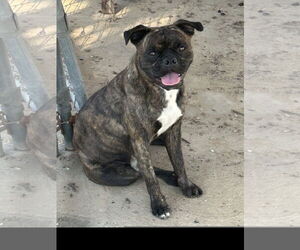 Pug Dogs for adoption in Denton, TX, USA