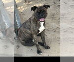 Small Pug