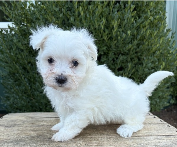Medium Photo #2 Maltese Puppy For Sale in MIDDLEBURY, IN, USA
