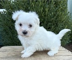 Small #1 Maltese