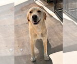 Small #1 Labrador Retriever
