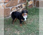 Small #1 Australian Shepherd