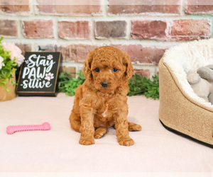 Cavapoo (Miniature) Puppy for sale in SYRACUSE, IN, USA