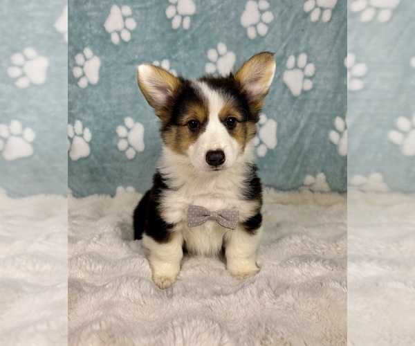 Medium Photo #5 Pembroke Welsh Corgi Puppy For Sale in NOBLESVILLE, IN, USA