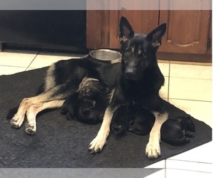 Mother of the German Shepherd Dog puppies born on 05/12/2023