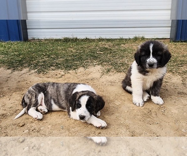 Medium Photo #4 Anatolian Shepherd Puppy For Sale in CUMBY, TX, USA