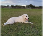 Small Photo #1 Great Pyrenees Puppy For Sale in UMATILLA, FL, USA