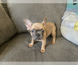 French Bulldog Puppy for sale in BEAUMONT, CA, USA