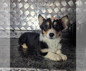 Pembroke Welsh Corgi Puppy for sale in GOSHEN, IN, USA