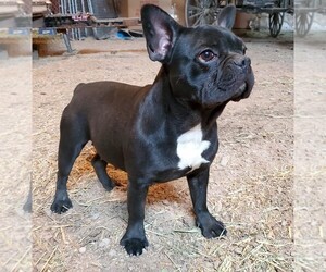 Mother of the French Bulldog puppies born on 12/31/2021