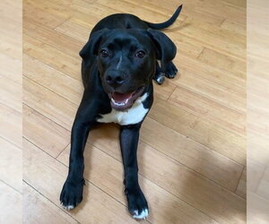 Raven/ Darcy - Female Labrador Retriever-Unknown Mix Dog for Adoption - Photo #2