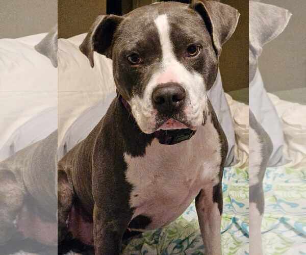 Medium Photo #13 American Staffordshire Terrier Puppy For Sale in Caribou, ME, USA