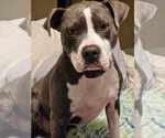 Small #12 American Staffordshire Terrier