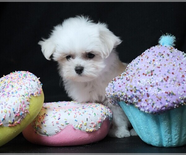 Medium Photo #4 Maltese Puppy For Sale in ROCK VALLEY, IA, USA