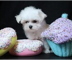 Small #3 Maltese