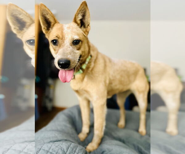 Medium Photo #5 Mutt Puppy For Sale in Garden City, NY, USA