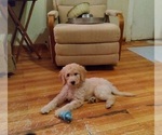 Small Photo #2 Goldendoodle Puppy For Sale in PITTSGROVE TOWNSHIP, NJ, USA