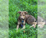 Small #1 Doberman Pinscher Mix