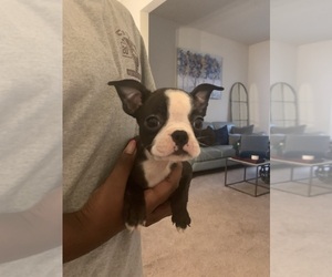 Boston Terrier Puppy for sale in ALPHARETTA, GA, USA