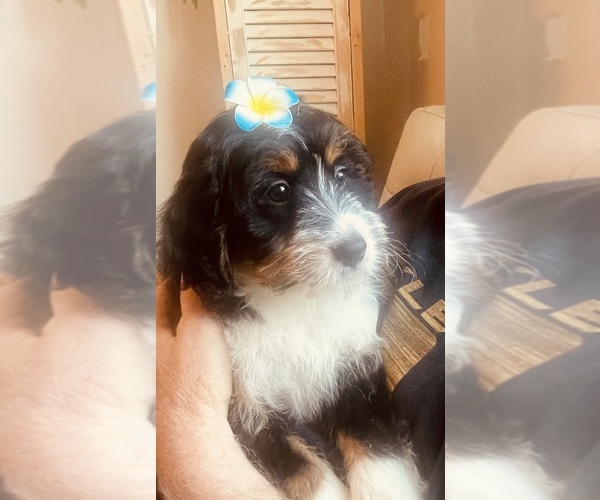 Medium Photo #9 Miniature Bernedoodle Puppy For Sale in PETERSBURG, VA, USA