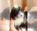 Small #8 Miniature Bernedoodle