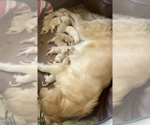 English Cream Golden Retriever Puppy for sale in YUMA, AZ, USA