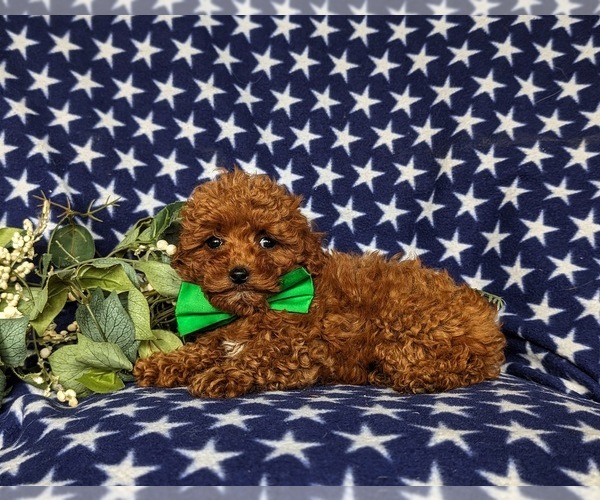 Medium Photo #4 Poodle (Toy) Puppy For Sale in PARADISE, PA, USA