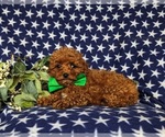 Small Photo #4 Poodle (Toy) Puppy For Sale in PARADISE, PA, USA