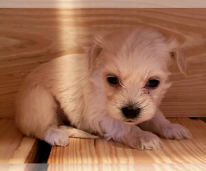 Maltese-Poodle (Toy) Mix Puppy for sale in PINK HILL, NC, USA