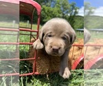 Small #8 Labrador Retriever