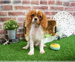 Small #4 Cavalier King Charles Spaniel