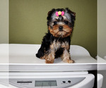 Small #4 Yorkshire Terrier