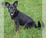 Small #1 Australian Kelpie-Australian Shepherd Mix