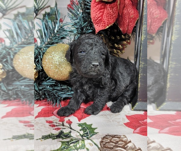 Medium Photo #7 Poodle (Toy) Puppy For Sale in BLACK FOREST, CO, USA