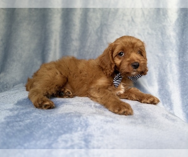 Medium Photo #5 Cavapoo (Miniature) Puppy For Sale in LAKELAND, FL, USA