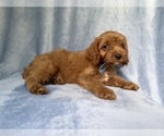 Small #4 Cavapoo (Miniature)