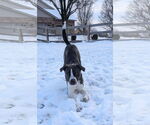 Small #5 American Pit Bull Terrier-Saint Bernard Mix