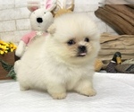 Small Photo #4 Pomeranian Puppy For Sale in SAN FRANCISCO, CA, USA