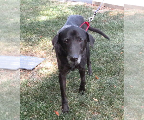 Medium Photo #2 Labrador Retriever-Unknown Mix Puppy For Sale in Grovertown, IN, USA