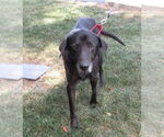 Small #1 Labrador Retriever Mix