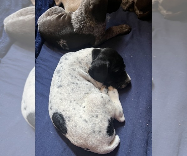 Medium Photo #6 German Shorthaired Pointer Puppy For Sale in ELK GARDEN, WV, USA