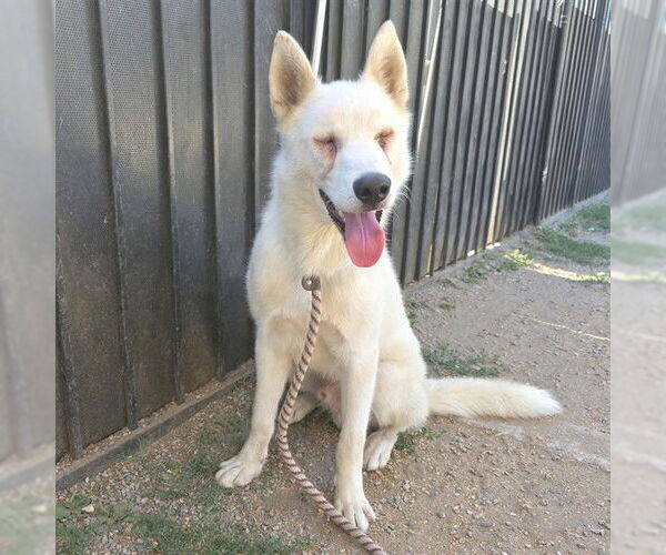 Medium Photo #1 Siberian Husky-Unknown Mix Puppy For Sale in Long Beach, CA, USA