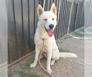 Siberian Husky-Unknown Mix Dogs for adoption in Long Beach, CA, USA