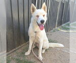 Small Siberian Husky Mix