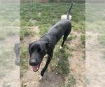 Small Labrador Retriever Mix