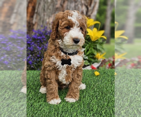 Medium Photo #2 Goldendoodle (Miniature) Puppy For Sale in INDIANAPOLIS, IN, USA