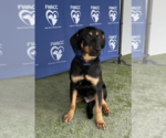 Small #2 Rottweiler