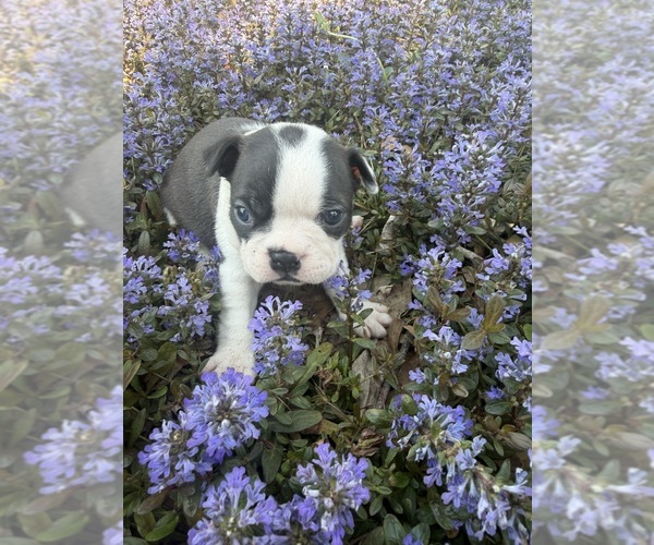 Medium Photo #2 Boston Terrier Puppy For Sale in FREDONIA, KS, USA